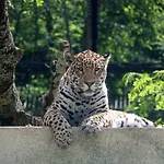 Night Experience - By Zoo Bordeaux