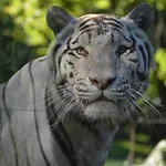 Orman Evi Night Experience - By Zoo Bordeaux Pessac