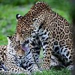 Night Experience - By Zoo Bordeaux *