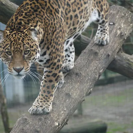 Night Experience - By Zoo Bordeaux Jaktstuga *