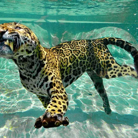 Night Experience - By Zoo Bordeaux Pessac