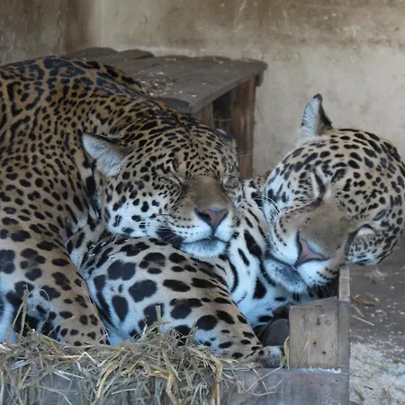 Jaktstuga Night Experience - By Zoo Bordeaux Pessac