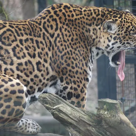 Night Experience - By Zoo Bordeaux