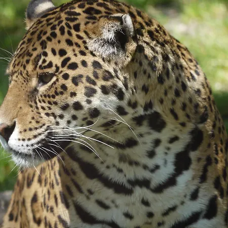 Alojamento de Turismo Selvagem Night Experience - By Zoo Bordeaux