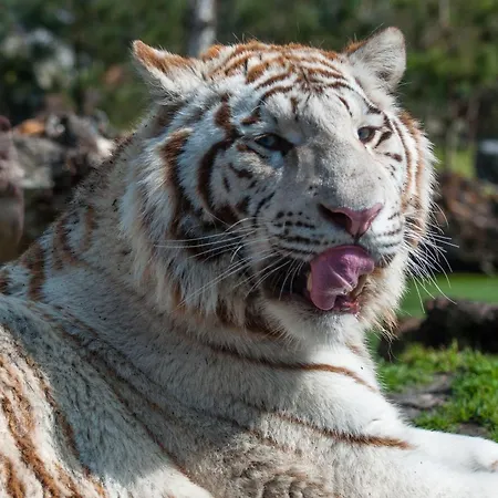 Night Experience - By Zoo Bordeaux