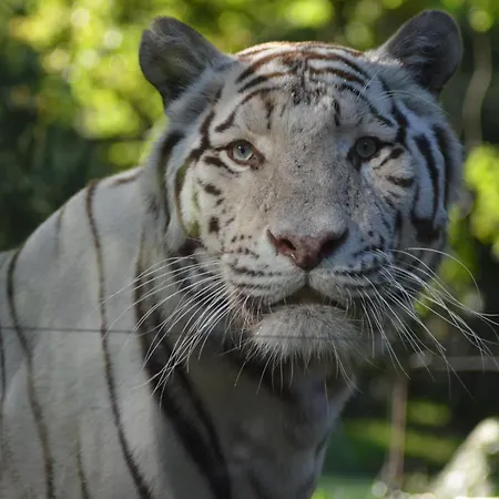 Alojamento de Turismo Selvagem Night Experience - By Zoo Bordeaux Pessac