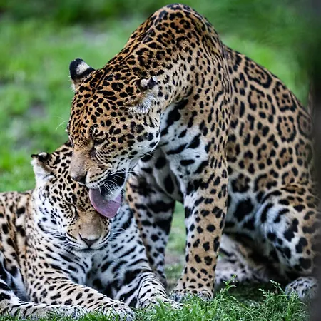 Night Experience - By Zoo Bordeaux *