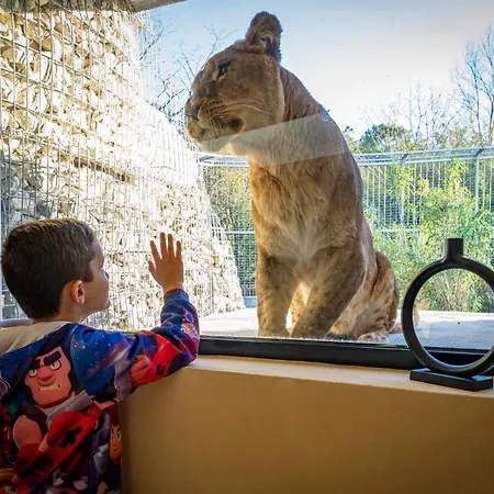 Night Experience - By Zoo Bordeaux