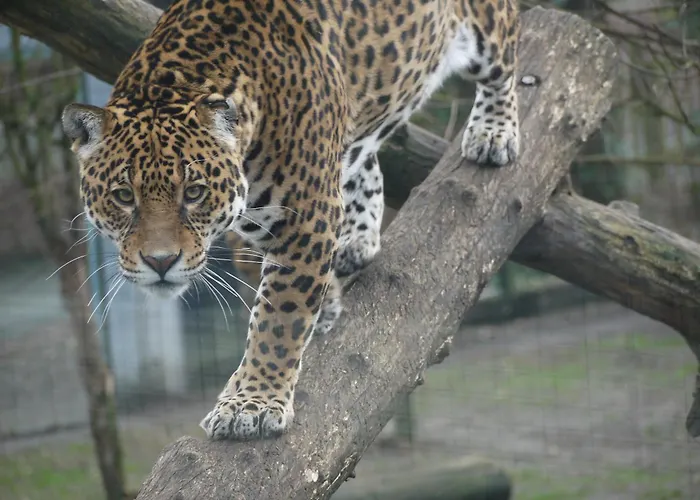 Night Experience - By Zoo Bordeaux Jaktstuga *