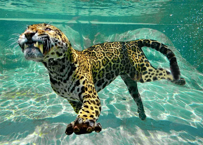 Night Experience - By Zoo Bordeaux Pessac