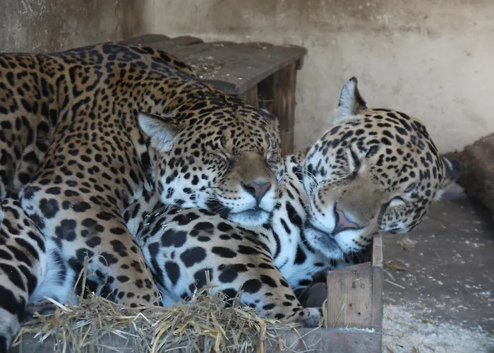 Chata Night Experience - By Zoo Bordeaux Pessac