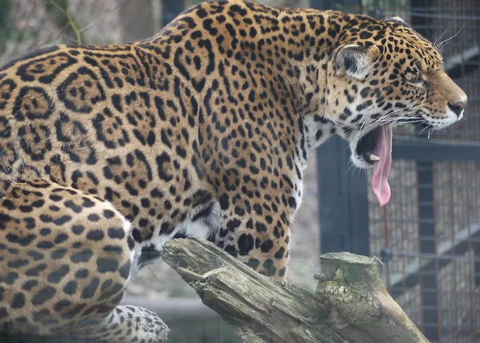 Night Experience - By Zoo Bordeaux