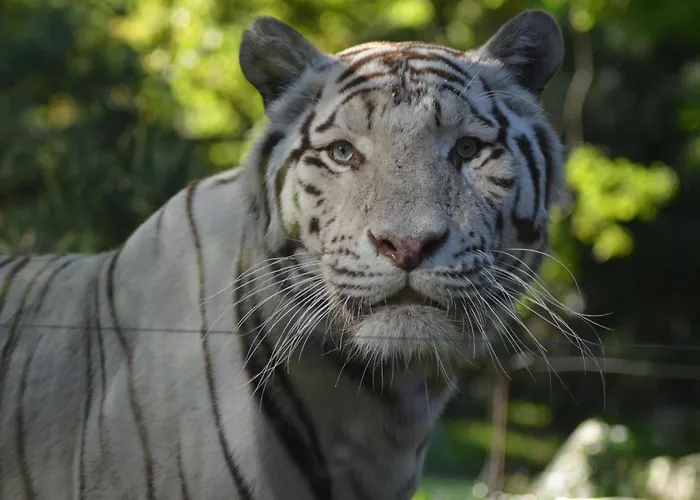 Jaktstuga Night Experience - By Zoo Bordeaux Pessac