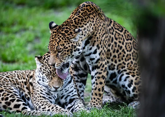 Night Experience - By Zoo Bordeaux *