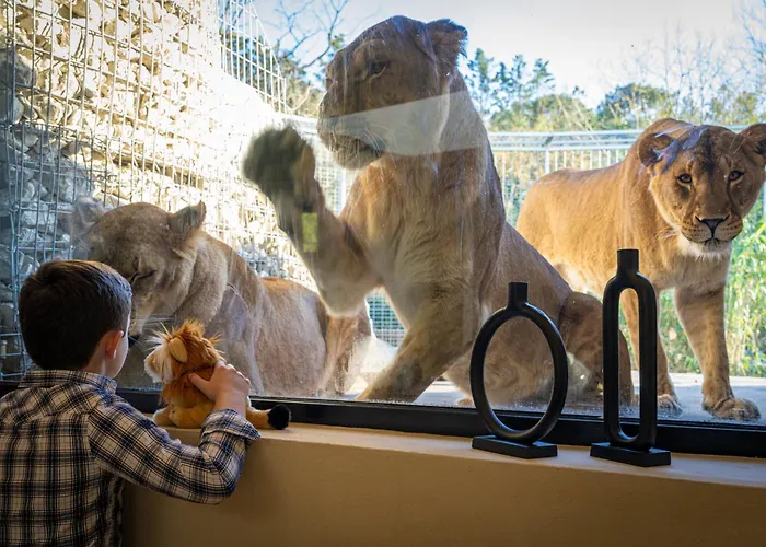 Chata Night Experience - By Zoo Bordeaux *